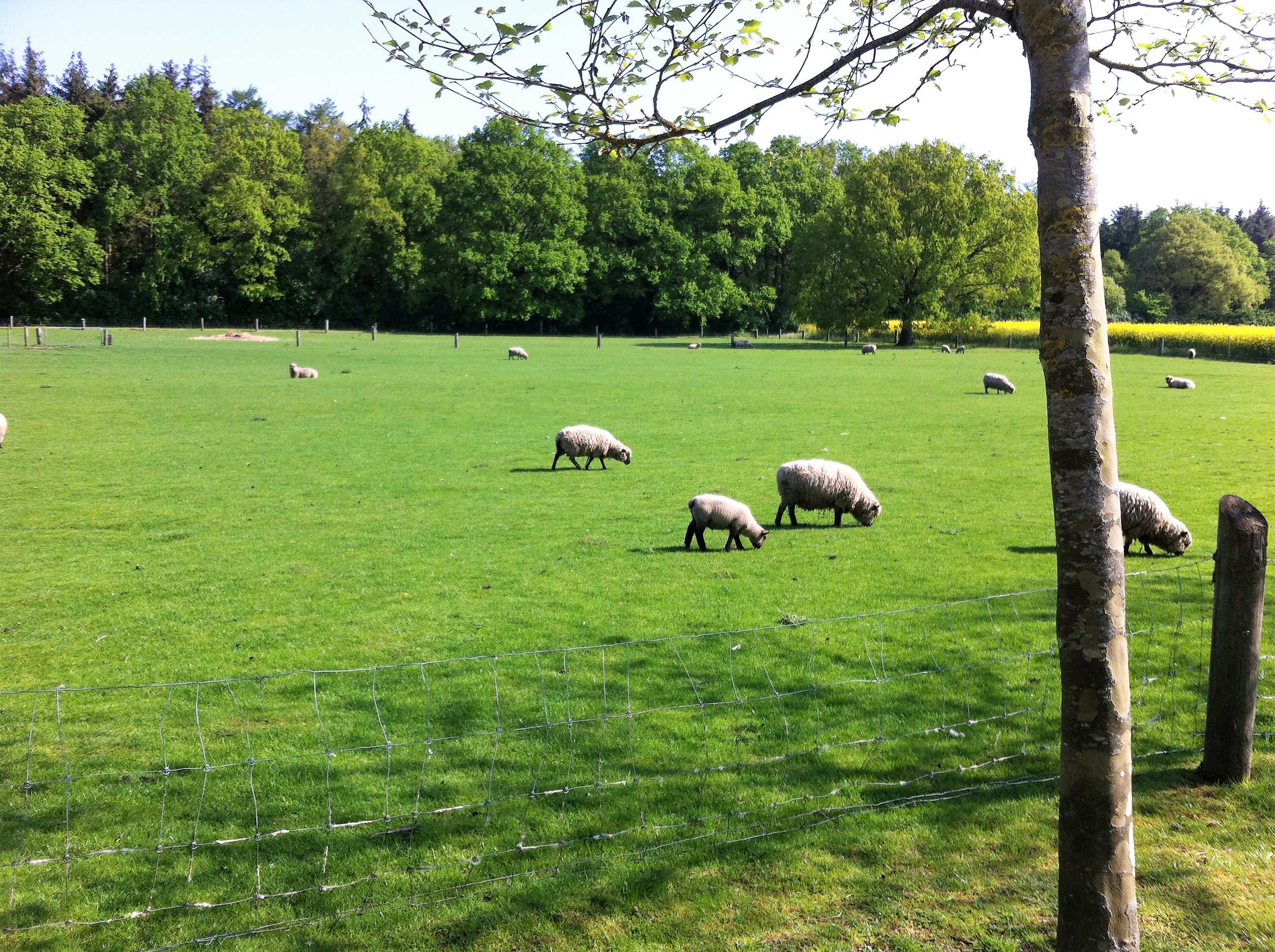 Landskab ved Fjeldsted Skovkro